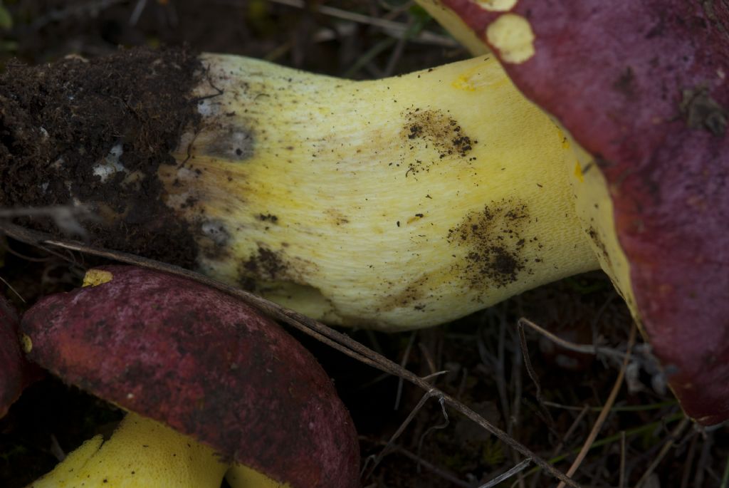 Boletus regius